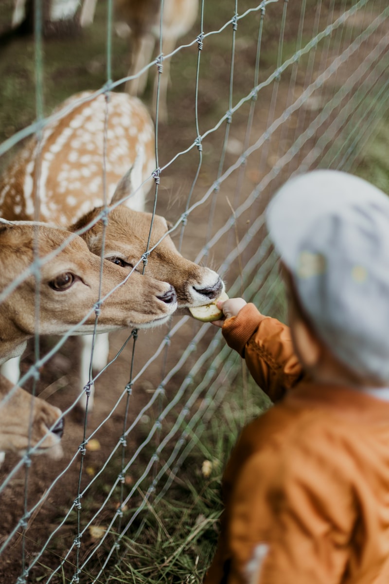 Fodring af hjorte i zoo